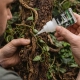 Terrario Plantir 20g - klej do dekoracji kamieni i korzeni w terrarium-2136313