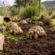 Terrario Supai Oya Soil  - podłoże dla żółwi 18l-2136801