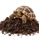 Terrario Supai Oya Soil  - podłoże dla żółwi 18l-2136804